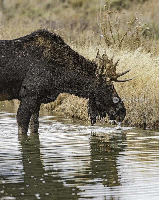 驼鹿(Alces Alces)是新世界鹿亚家族的成员，是鹿家族中现存最大和最重的物种。大提顿国家公园，怀俄明州。在一条小溪边吃边走。